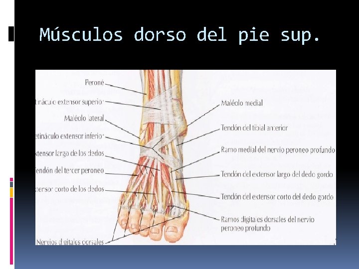 Músculos dorso del pie sup. 