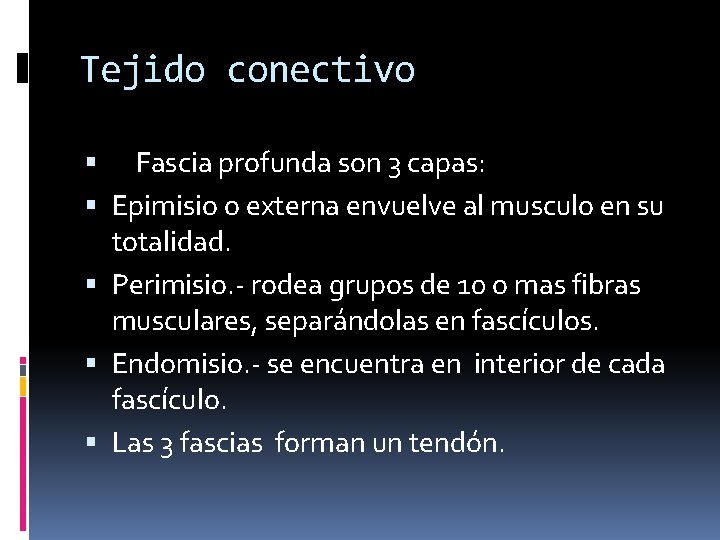 Tejido conectivo Fascia profunda son 3 capas: Epimisio o externa envuelve al musculo en