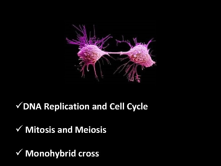 üDNA Replication and Cell Cycle ü Mitosis and Meiosis ü Monohybrid cross 