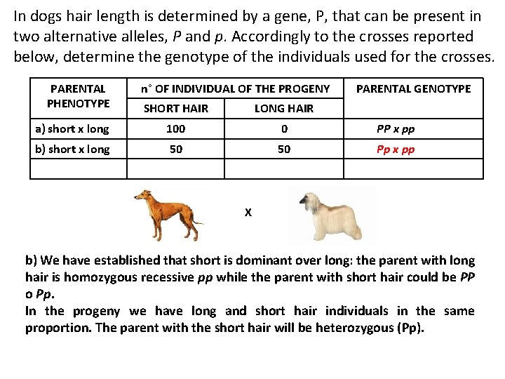 In dogs hair length is determined by a gene, P, that can be present