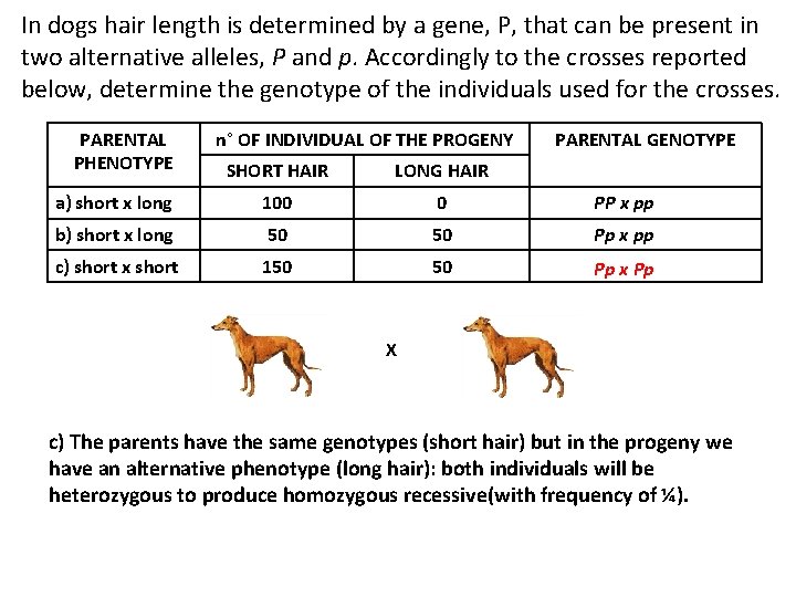 In dogs hair length is determined by a gene, P, that can be present