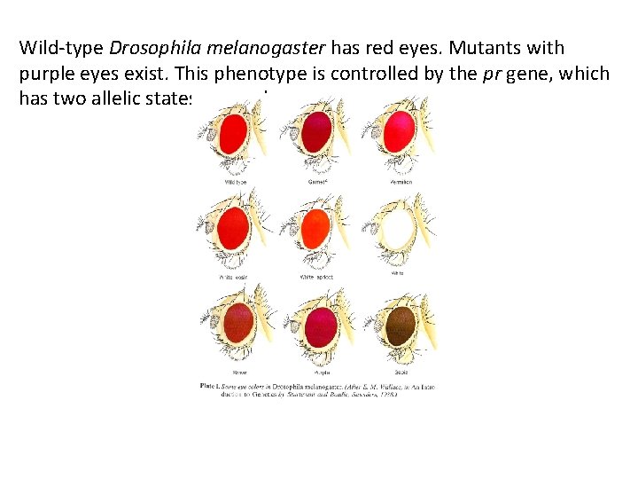 Wild-type Drosophila melanogaster has red eyes. Mutants with purple eyes exist. This phenotype is