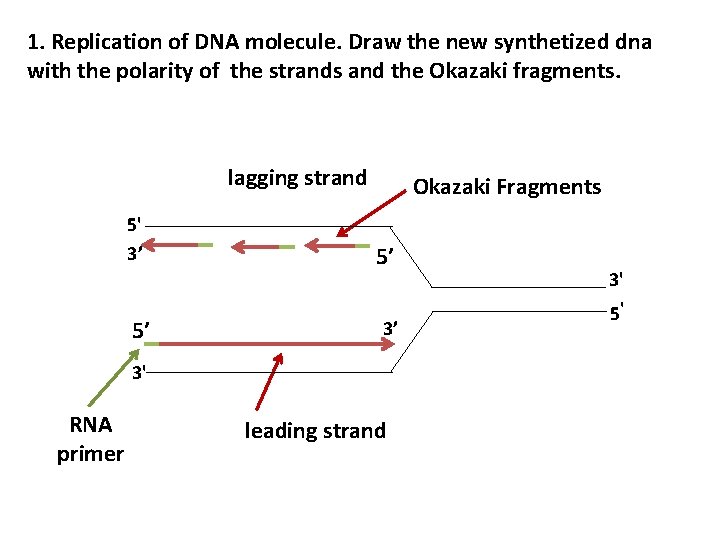1. Replication of DNA molecule. Draw the new synthetized dna with the polarity of
