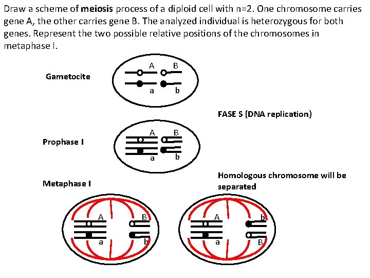 Draw a scheme of meiosis process of a diploid cell with n=2. One chromosome