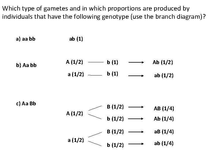 Which type of gametes and in which proportions are produced by individuals that have