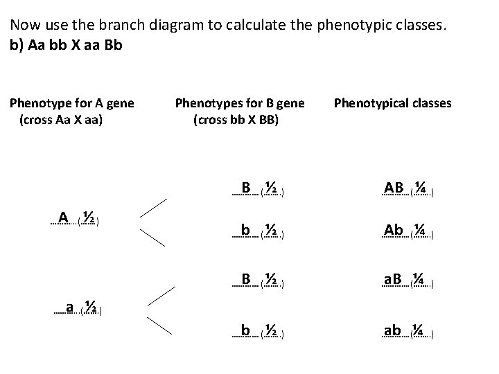 Now use the branch diagram to calculate the phenotypic classes. b) Aa bb X