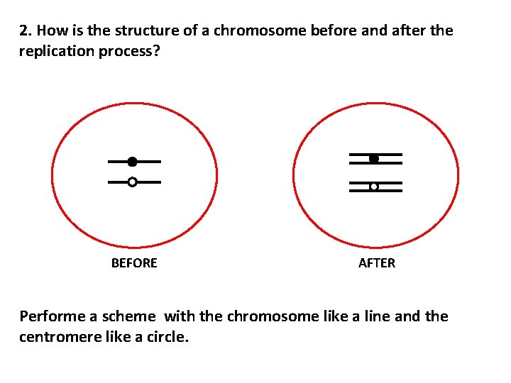 2. How is the structure of a chromosome before and after the replication process?