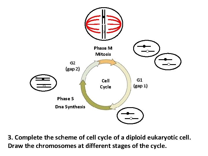 Phase M Mitosis Cell Cycle Phase S Dna Synthesis 3. Complete the scheme of