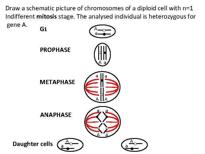 Draw a schematic picture of chromosomes of a diploid cell with n=1 Indifferent mitosis