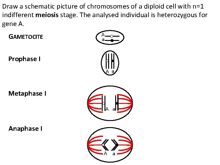 Draw a schematic picture of chromosomes of a diploid cell with n=1 indifferent meiosis