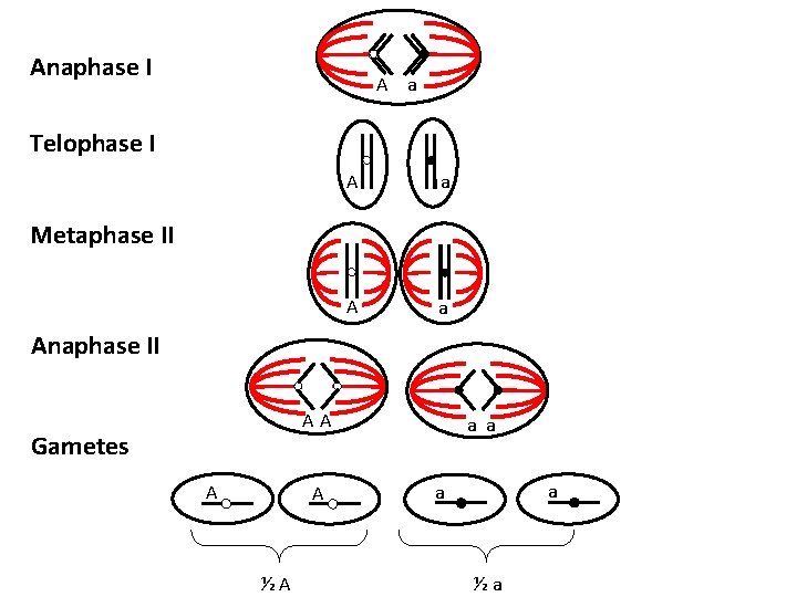 Anaphase I A a Telophase I A a Metaphase II Anaphase II AA Gametes