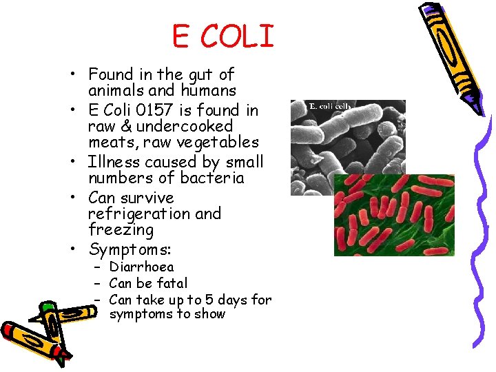 E COLI • Found in the gut of animals and humans • E Coli