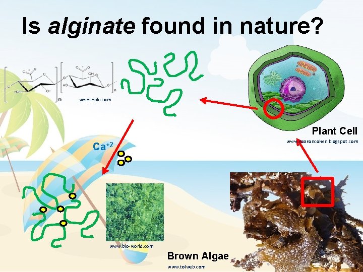 Is alginate found in nature? www. wiki. com Plant Cell www. eaaroncohen. blogspot. com