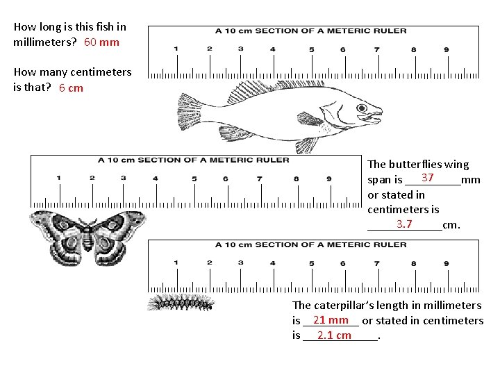 How long is this fish in millimeters? 60 mm How many centimeters is that?