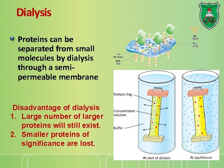 Dialysis Proteins can be separated from small molecules by dialysis through a semipermeable membrane Dialysis Proteins can be separated from small molecules by dialysis through a semipermeable membrane