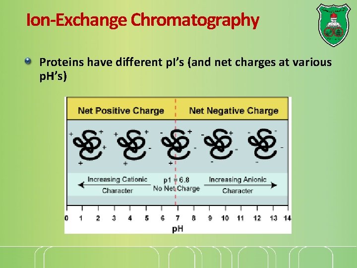 Ion-Exchange Chromatography Proteins have different p. I’s (and net charges at various p. H’s)