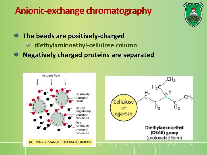 Anionic-exchange chromatography The beads are positively-charged diethylaminoethyl-cellulose column Negatively charged proteins are separated 