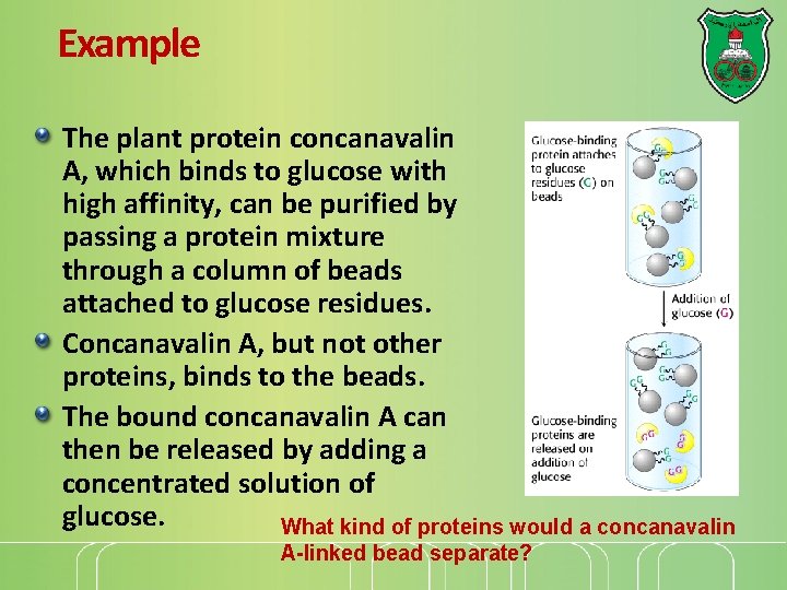 Example The plant protein concanavalin A, which binds to glucose with high affinity, can