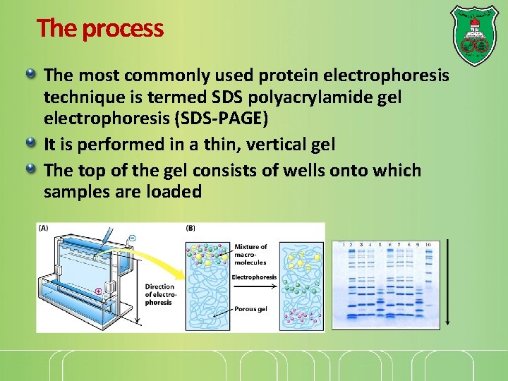 The process The most commonly used protein electrophoresis technique is termed SDS polyacrylamide gel