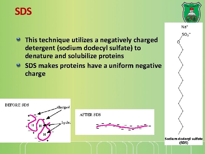 SDS This technique utilizes a negatively charged detergent (sodium dodecyl sulfate) to denature and SDS This technique utilizes a negatively charged detergent (sodium dodecyl sulfate) to denature and