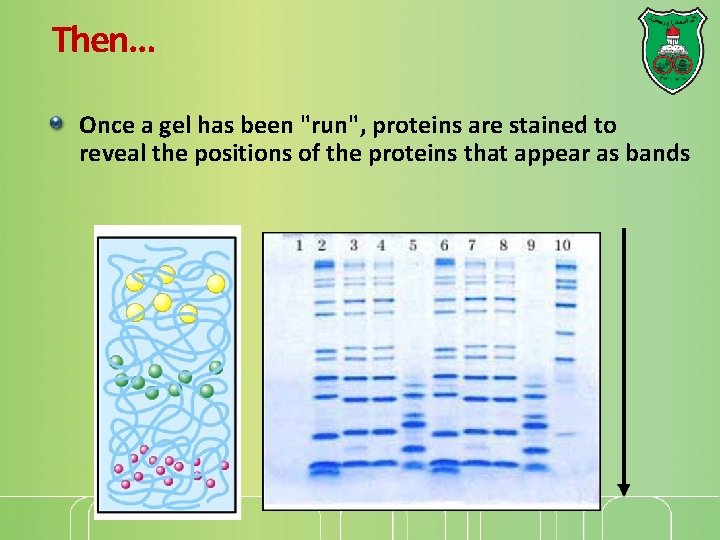 Then… Once a gel has been "run", proteins are stained to reveal the positions Then… Once a gel has been "run", proteins are stained to reveal the positions