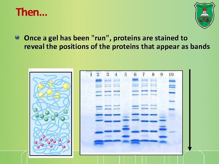 Then… Once a gel has been "run", proteins are stained to reveal the positions