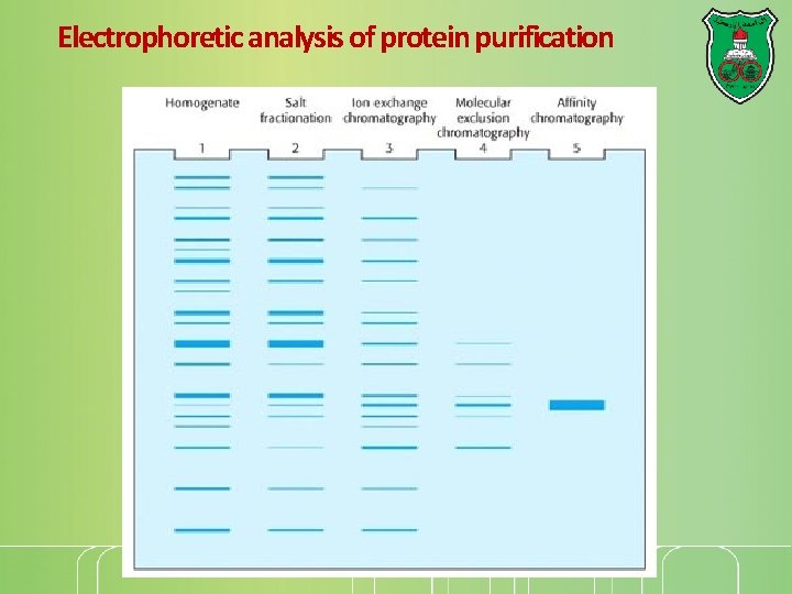 Electrophoretic analysis of protein purification 