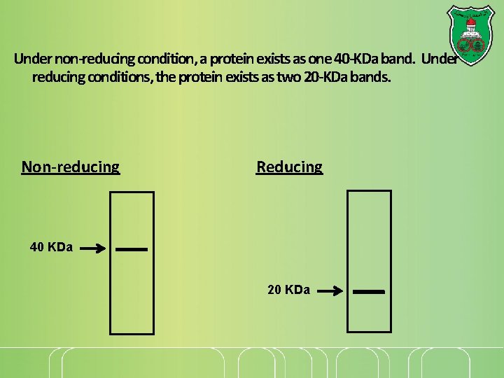 Under non-reducing condition, a protein exists as one 40 -KDa band. Under reducing conditions, Under non-reducing condition, a protein exists as one 40 -KDa band. Under reducing conditions,