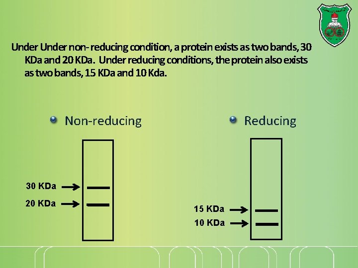 Under non- reducing condition, a protein exists as two bands, 30 KDa and 20