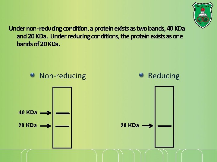 Under non- reducing condition, a protein exists as two bands, 40 KDa and 20