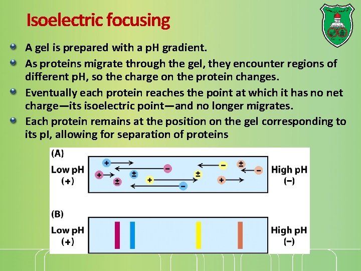 Isoelectric focusing A gel is prepared with a p. H gradient. As proteins migrate