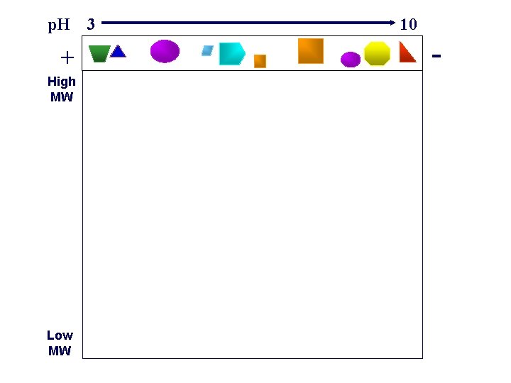 p. H 3 + High MW Low MW 10 - p. H 3 + High MW Low MW 10 -
