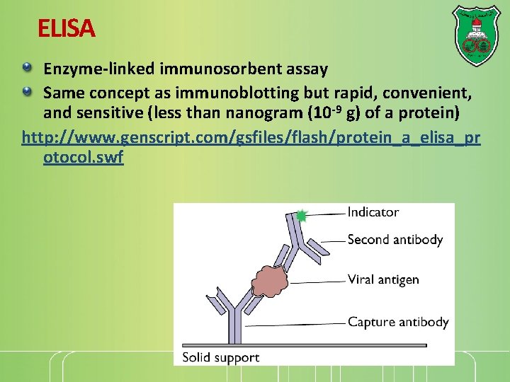 ELISA Enzyme-linked immunosorbent assay Same concept as immunoblotting but rapid, convenient, and sensitive (less