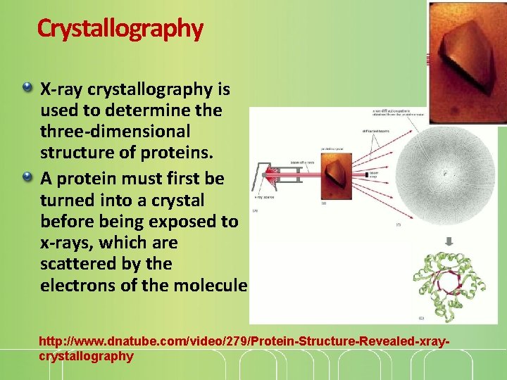 Crystallography X-ray crystallography is used to determine three-dimensional structure of proteins. A protein must