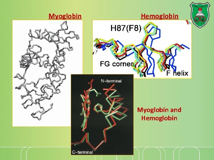 Myoglobin Hemoglobin Myoglobin and Hemoglobin Myoglobin Hemoglobin Myoglobin and Hemoglobin