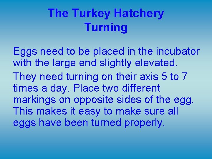 The Turkey Hatchery Turning Eggs need to be placed in the incubator with the The Turkey Hatchery Turning Eggs need to be placed in the incubator with the