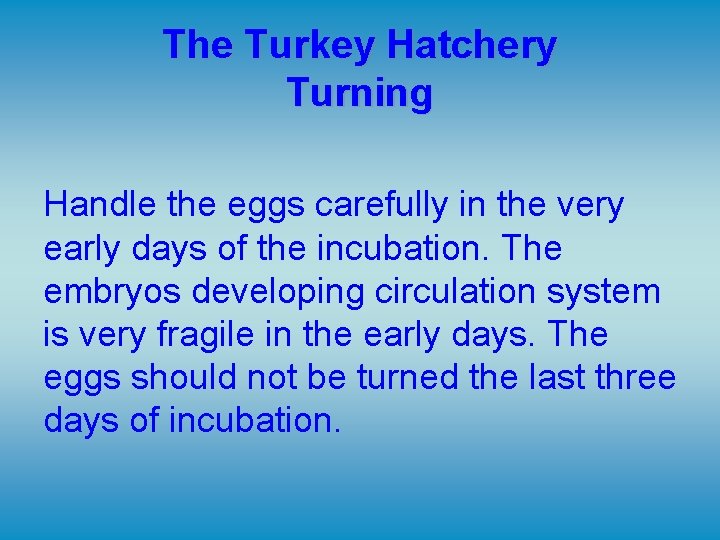The Turkey Hatchery Turning Handle the eggs carefully in the very early days of The Turkey Hatchery Turning Handle the eggs carefully in the very early days of