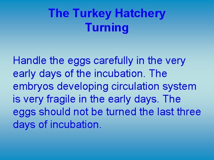 The Turkey Hatchery Turning Handle the eggs carefully in the very early days of