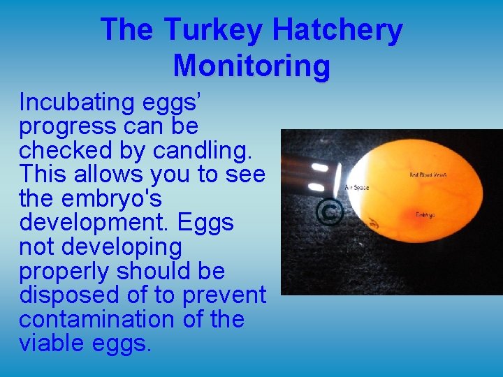 The Turkey Hatchery Monitoring Incubating eggs’ progress can be checked by candling. This allows The Turkey Hatchery Monitoring Incubating eggs’ progress can be checked by candling. This allows