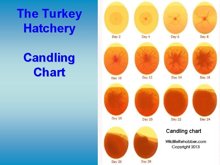 The Turkey Hatchery Candling Chart Candling chart 