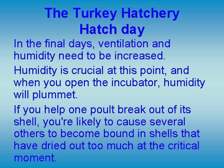 The Turkey Hatchery Hatch day In the final days, ventilation and humidity need to The Turkey Hatchery Hatch day In the final days, ventilation and humidity need to