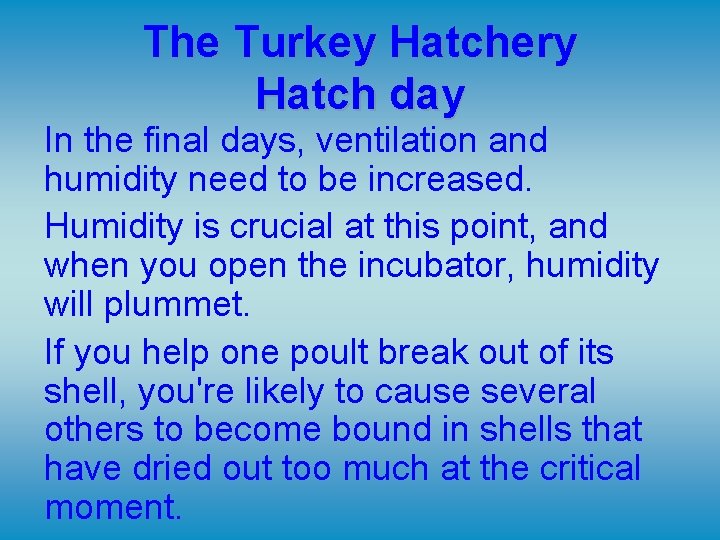 The Turkey Hatchery Hatch day In the final days, ventilation and humidity need to