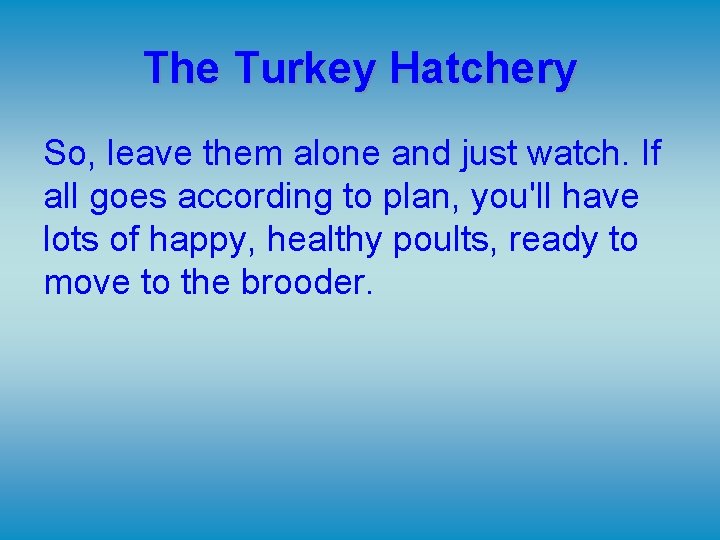The Turkey Hatchery So, leave them alone and just watch. If all goes according The Turkey Hatchery So, leave them alone and just watch. If all goes according