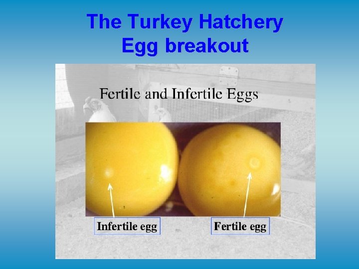 The Turkey Hatchery Egg breakout 