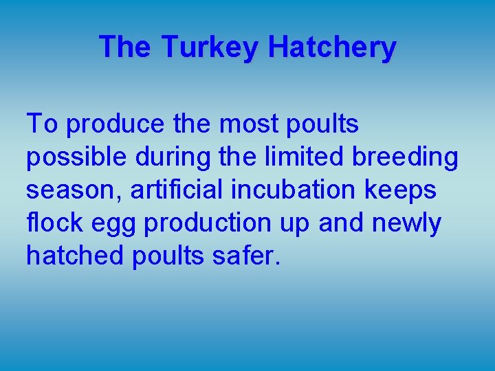 The Turkey Hatchery To produce the most poults possible during the limited breeding season,