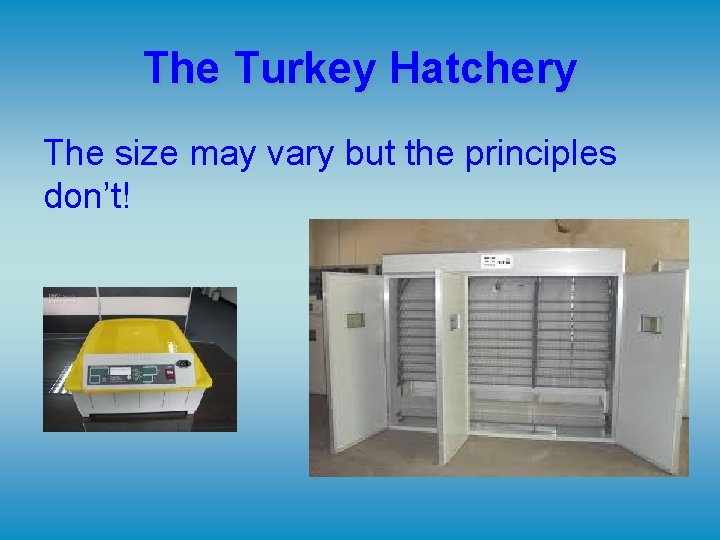 The Turkey Hatchery The size may vary but the principles don’t! The Turkey Hatchery The size may vary but the principles don’t!