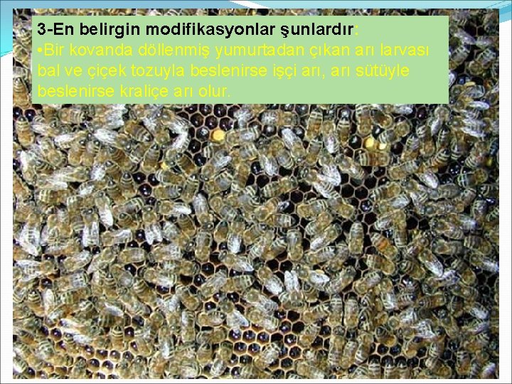 3 -En belirgin modifikasyonlar şunlardır: • Bir kovanda döllenmiş yumurtadan çıkan arı larvası bal