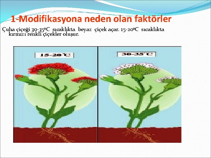 1 -Modifikasyona neden olan faktörler Çuha çiçeği 30 -35ºC sıcaklıkta beyaz çiçek açar. 15