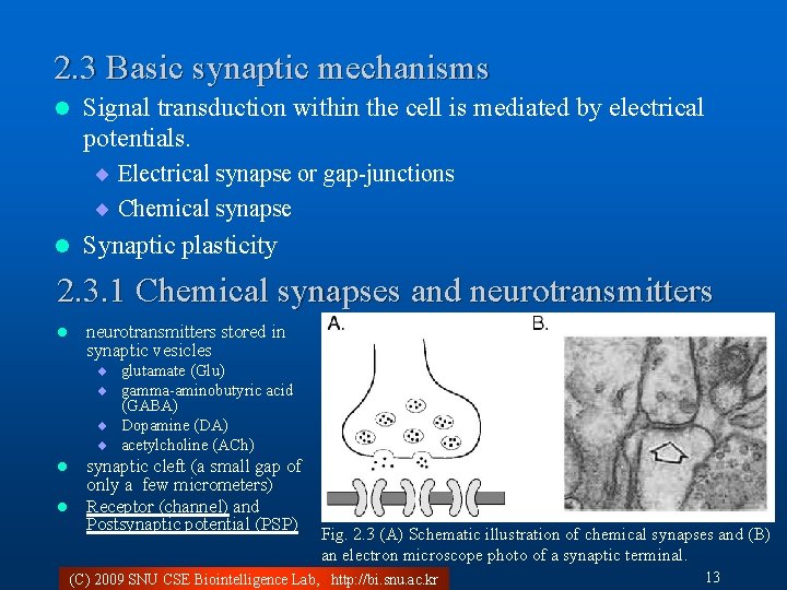 2 Neurons and ConductanceBased Models Fundamentals of Computational