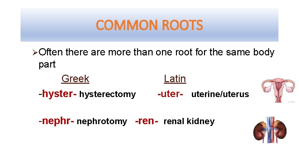 COMMON ROOTS Ø Often there are more than one root for the same body